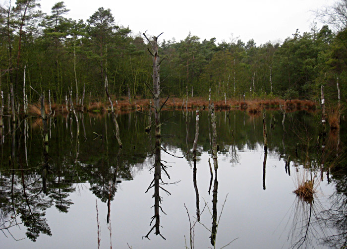 Das Moor bei Schneverdingen